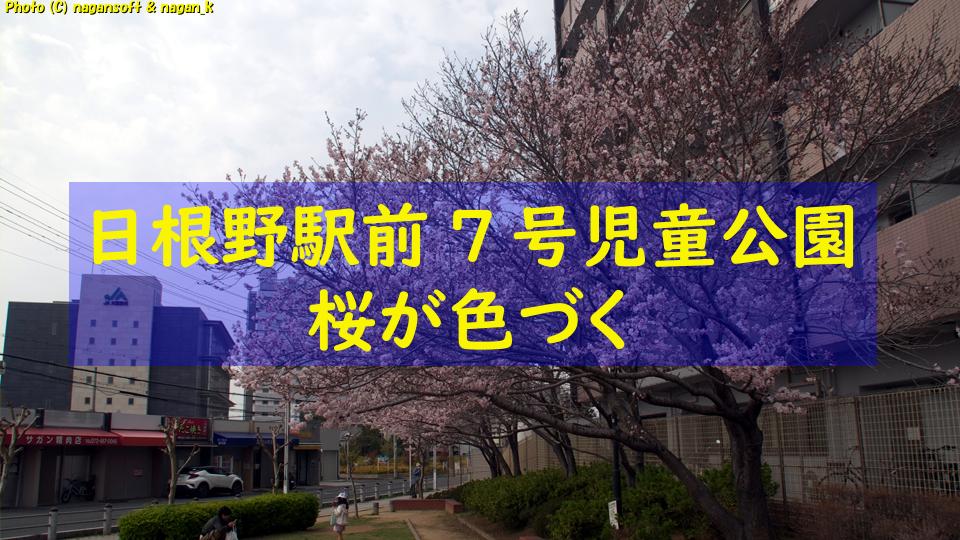桜が色づいた｜大阪府泉佐野市日根野、日根野駅前7号児童公園。2026年03月29日撮影