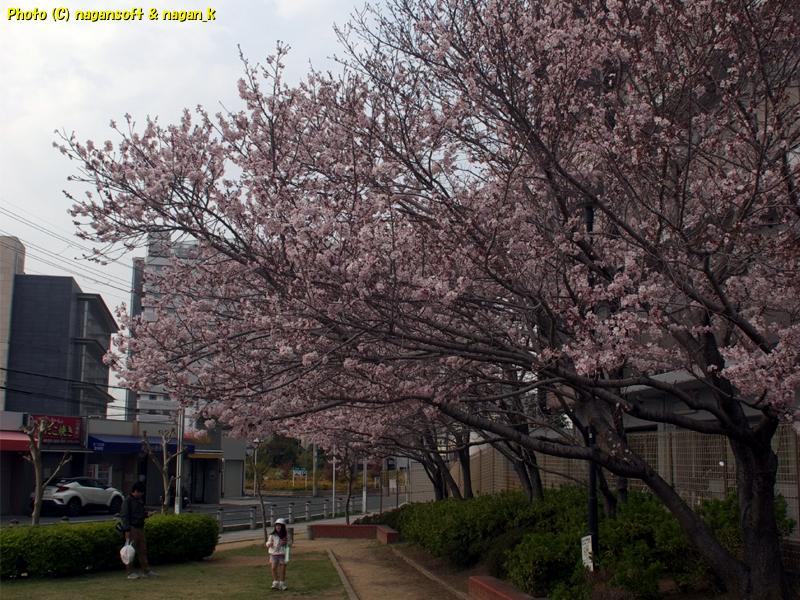 桜並木がピンク色に染まりだした、｜大阪府泉佐野市日根野、日根野駅前7号児童公園。2026年03月29日撮影