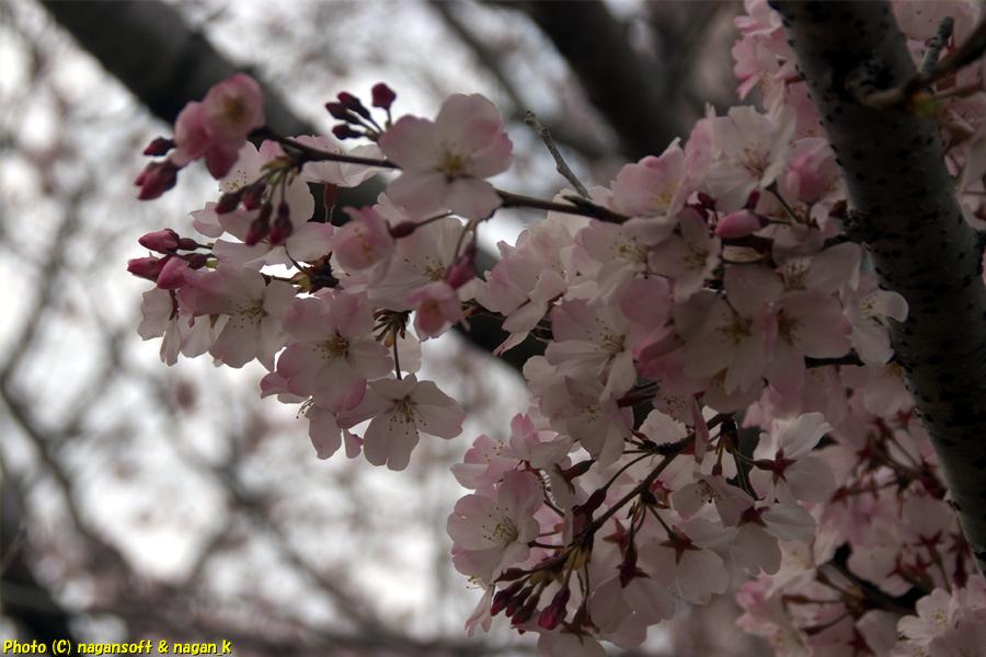 桜の花、白とピンクのコントラストが綺麗｜大阪府泉佐野市日根野、日根野駅前7号児童公園。2026年03月29日撮影