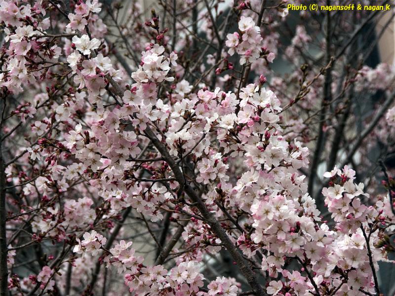 もうすぐ満開の桜｜大阪府泉佐野市日根野、日根野駅前7号児童公園。2026年03月29日撮影