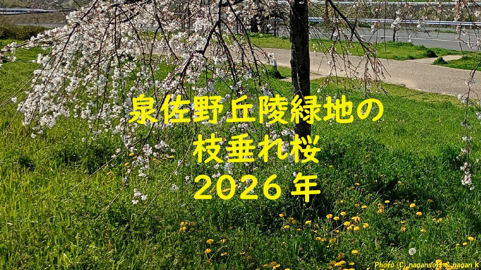 泉佐野丘陵緑地の枝垂れ桜｜新緑の中で可憐に灯るピンク色（泉佐野市）｜なが～ンのごちゃごちゃ 出口のないジャンクなパラダイス