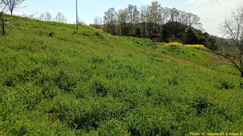 新緑に映える丘|大阪府泉佐野市上之郷、泉佐野丘陵緑地。2026年04月03日撮影