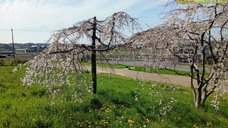 2本の小さい枝垂れ桜が咲いている|大阪府泉佐野市上之郷、泉佐野丘陵緑地。2026年04月03日撮影