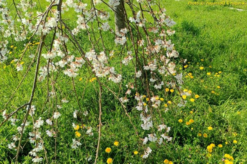 枝垂れ桜の花と、タンポポの花。ピンクと黄色の競演|大阪府泉佐野市上之郷、泉佐野丘陵緑地。2026年04月03日撮影