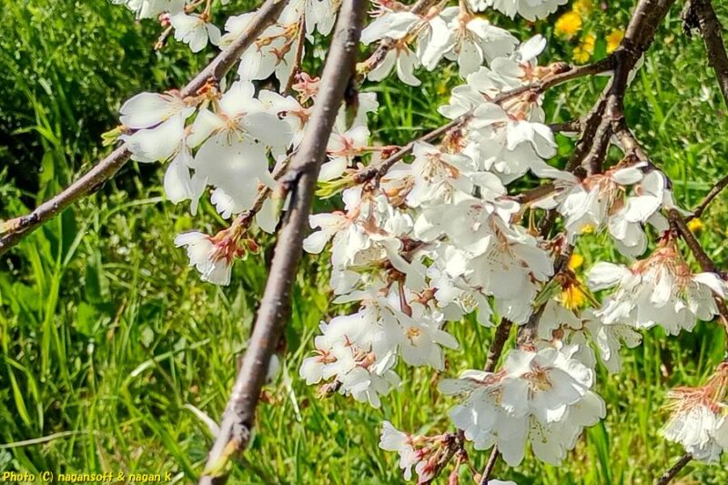 枝垂れ桜の花|大阪府泉佐野市上之郷、泉佐野丘陵緑地。2026年04月03日撮影