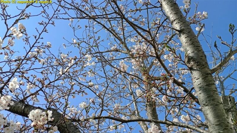 茅渟宮跡敷地内の桜を門から見上げる｜大阪府泉佐野市上之郷、茅渟宮跡。2026年04月03日撮影