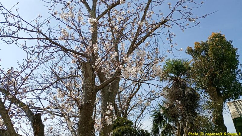 茅渟宮跡敷地内の桜を少し離れて見上げる｜大阪府泉佐野市上之郷、茅渟宮跡。2026年04月03日撮影