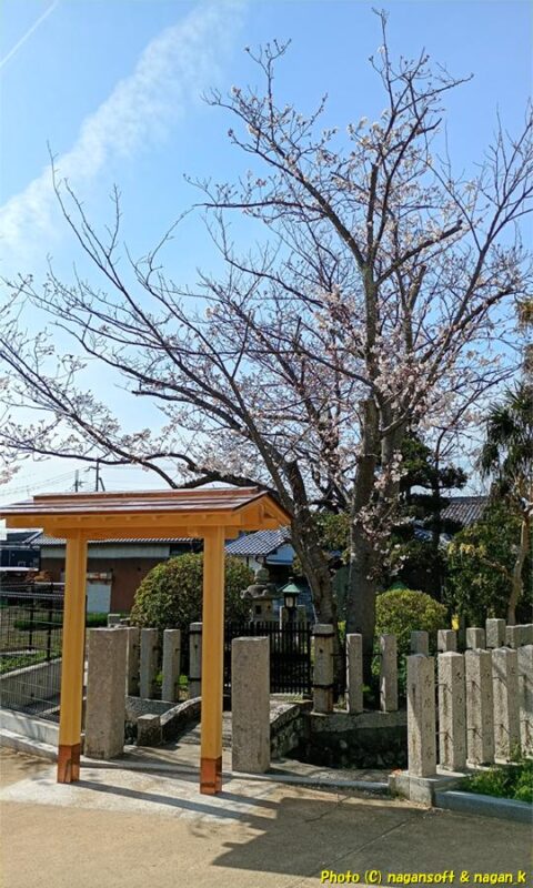 門と桜と石碑｜大阪府泉佐野市上之郷、茅渟宮跡。2026年04月03日撮影