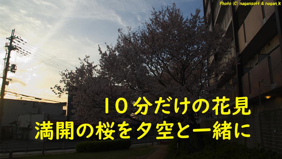 満開の桜を夕空と一緒に、10分間の花見｜大阪府泉佐野市日根野、日根野駅前7号児童公園。2026年04月03日18時頃撮影