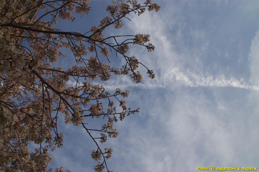 飛行機雲と桜の花｜大阪府泉佐野市日根野、日根野駅前7号児童公園。2026年04月03日18時頃撮影