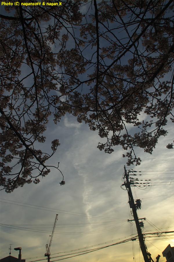 夕空に桜のシルエットと飛行機雲｜大阪府泉佐野市日根野、日根野駅前7号児童公園。2026年04月03日18時頃撮影