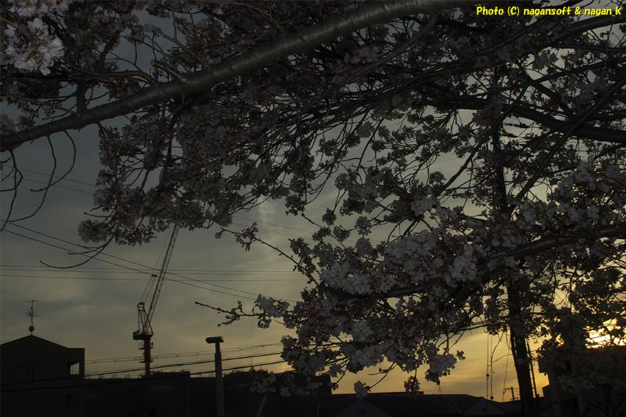 桜の花と夕日｜大阪府泉佐野市日根野、日根野駅前7号児童公園。2026年04月03日18時頃撮影