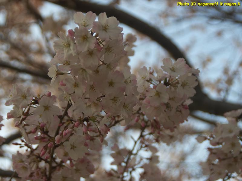 夕日に照らされる桜の花｜大阪府泉佐野市日根野、日根野駅前7号児童公園。2026年04月03日18時頃撮影