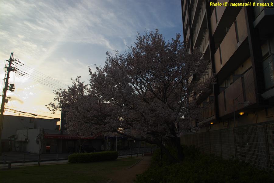 満開の桜並木と夕日シルエット｜大阪府泉佐野市日根野、日根野駅前7号児童公園。2026年04月03日18時頃撮影