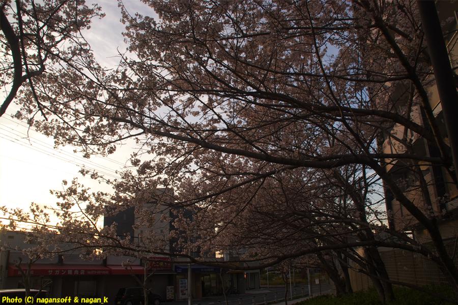 夕空と満開の桜｜大阪府泉佐野市日根野、日根野駅前7号児童公園。2026年04月03日18時頃撮影