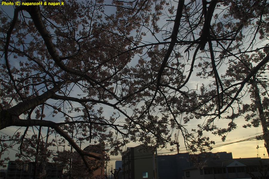 桜のシルエットと夕日の街並み｜大阪府泉佐野市日根野、日根野駅前7号児童公園。2026年04月03日18時頃撮影