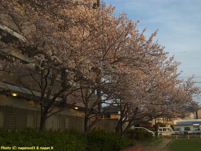 夕日に染まる桜並木｜大阪府泉佐野市日根野、日根野駅前7号児童公園。2026年04月03日18時頃撮影