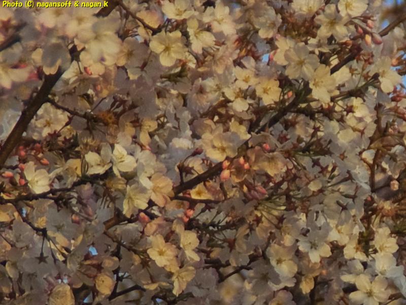 満開の桜が夕日に照らされる｜大阪府泉佐野市日根野、日根野駅前7号児童公園。2026年04月03日18時頃撮影