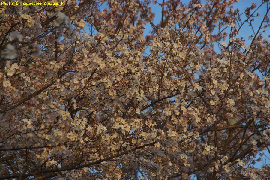 夕日で輝く桜｜大阪府泉佐野市日根野、日根野駅前7号児童公園。2026年04月03日18時頃撮影