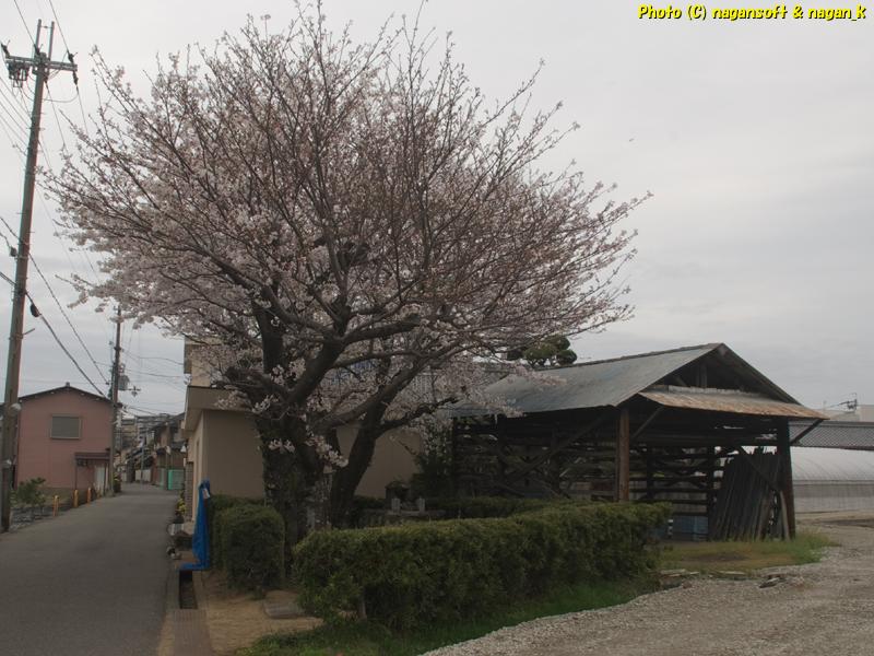 曇天の下、桜の木と腰高の植え込みに囲まれた西出牛神の史跡を、敷地外から全体が見える位置で撮影|大阪府泉佐野市日根野|2026年04月05日
