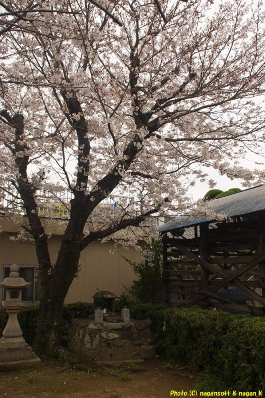 曇天の下、西出牛神の史跡を覆うように、桜の木がピンク色の花を満開に付けている|大阪府泉佐野市日根野|2026年04月05日撮影