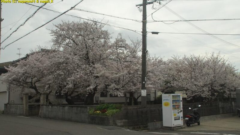 曇天の下、満開の桜が道路に溢れている西出墓地を、敷地外から全体が見える位置で撮影|大阪府泉佐野市日根野|2026年04月05日