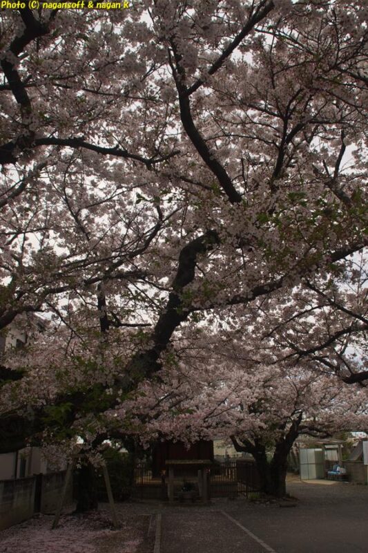 曇天の下、西出墓地のお堂までの通路が満開の桜に覆われているのを敷地入り口から撮影|大阪府泉佐野市日根野|2026年04月05日