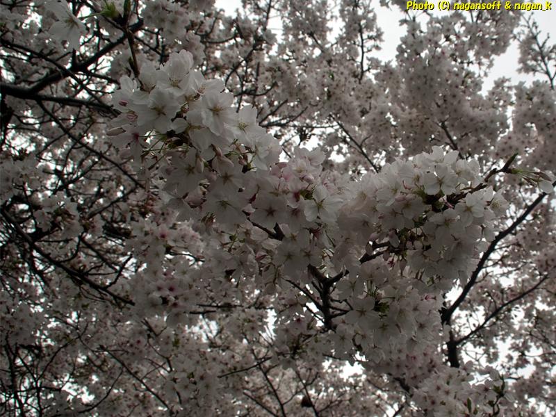 曇天の下、西出墓地で満開に咲いている桜、枝先に重そうに連なっている桜の花を撮影|大阪府泉佐野市日根野|2026年04月05日