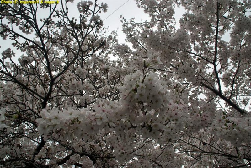 曇天の下、西出墓地で満開に咲いている桜を下から見上げた様子を撮影|大阪府泉佐野市日根野|2026年04月05日