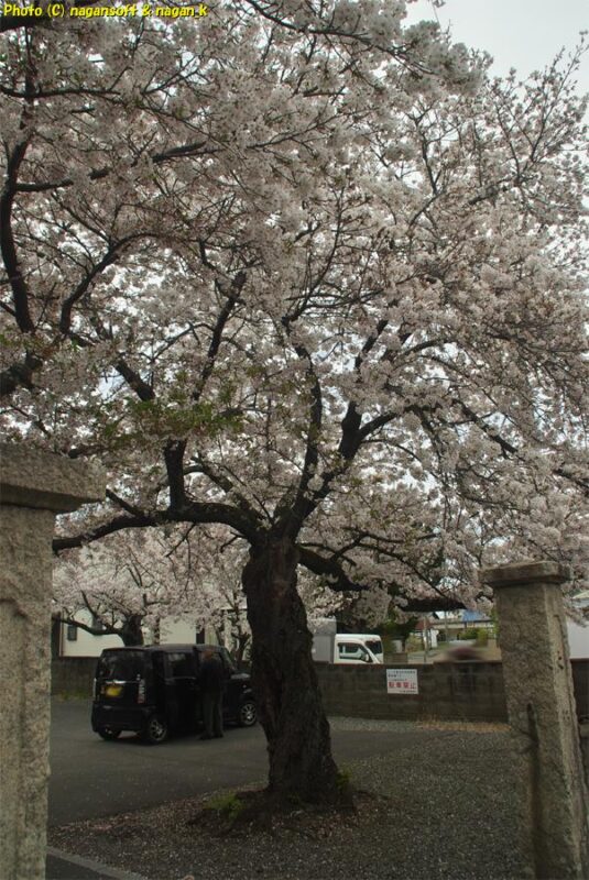 曇天の下、西出墓地の古い桜の木が満開に咲いているのを、敷地外から入り口の門の間を通して撮影|大阪府泉佐野市日根野|2026年04月05日