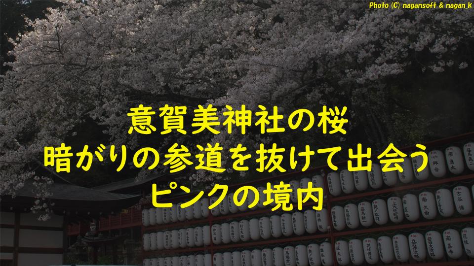 意賀美神社の桜｜暗がりの参道を抜けて出会うピンクの境内（泉佐野市）｜なが～ンのごちゃごちゃ 出口のないジャンクなパラダイス