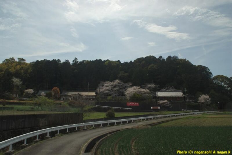 曇天の下、泉佐野丘陵緑地横の道路から意賀美神社を望む。境内に桜が満開に咲いているのが見える。｜大阪府泉佐野市上之郷｜2026年04月05日