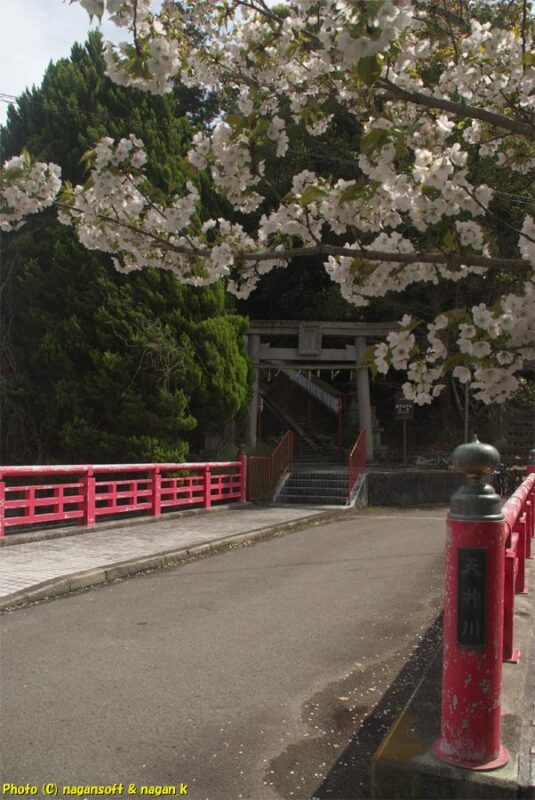曇天の下、北側の赤い欄干がある天神橋から参道入り口を撮影。橋の上には桜の枝が伸び咲いている。｜意賀美神社｜大阪府泉佐野市上之郷｜2026年04月05日