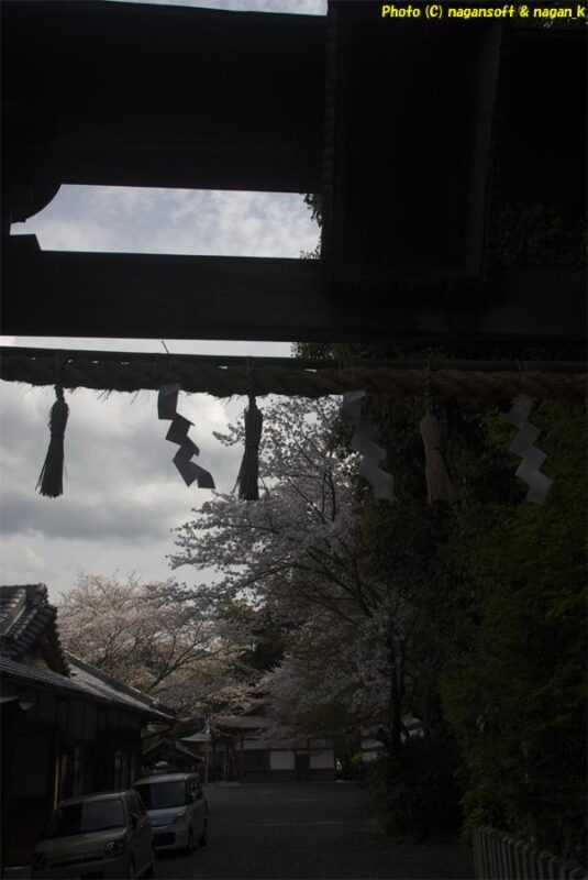曇天の下、暗がりの北側参道から境内入口の鳥居を見る。鳥居の向うに見える境内はピンクの桜が咲き誇っている。｜意賀美神社｜大阪府泉佐野市上之郷｜2026年04月05日