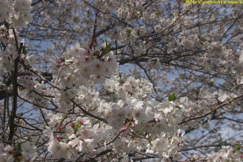 曇天の下、境内の桜の枝を撮影。桜が満開で沢山咲いている。｜意賀美神社｜大阪府泉佐野市上之郷｜2026年04月05日