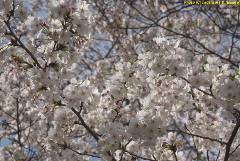 曇天の下、境内の桜を拡大撮影。満開で咲いている。｜意賀美神社｜大阪府泉佐野市上之郷｜2026年04月05日