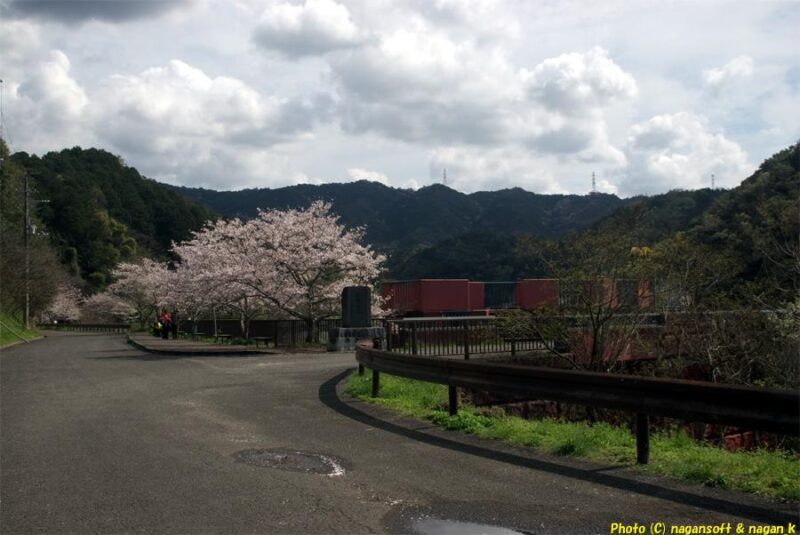 ゲート通ってすぐにダムの方を見る。石碑の奥に桜が連なって咲いている｜新滝の池｜大阪府泉佐野市上之郷｜2026年04月05日