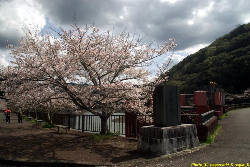 曇天の下、石碑と桜並木。桜が咲いている｜新滝の池｜大阪府泉佐野市上之郷｜2026年04月05日