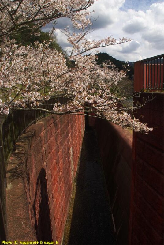 曇天の下、排水口の上に花を沢山付けた桜の枝が覆いかぶさっている｜新滝の池｜大阪府泉佐野市上之郷｜2026年04月05日