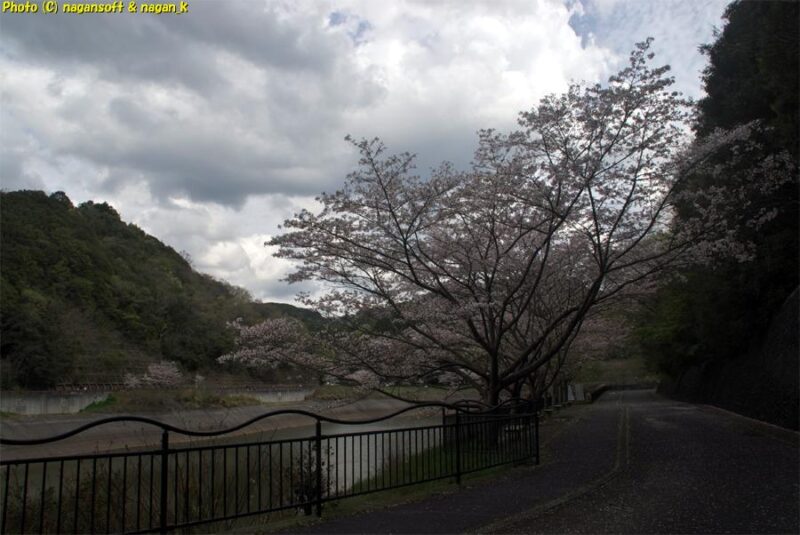 曇天の下、ダム堤防西端から遊歩道の桜を見る。桜は満開に咲いている｜新滝の池｜大阪府泉佐野市上之郷｜2026年04月05日