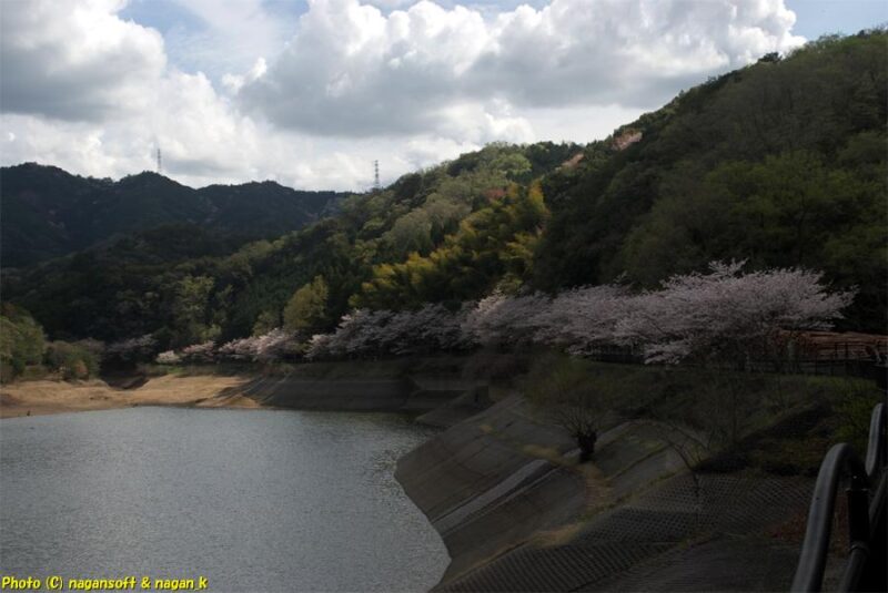 曇天の下、周遊路西側から渇水している貯水地の奥に続く桜並木を見る。桜が綺麗に咲いている｜新滝の池｜大阪府泉佐野市上之郷｜2026年04月05日