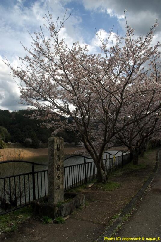 曇天の下、周遊路西側の石碑と桜を撮影｜新滝の池｜大阪府泉佐野市上之郷｜2026年04月05日