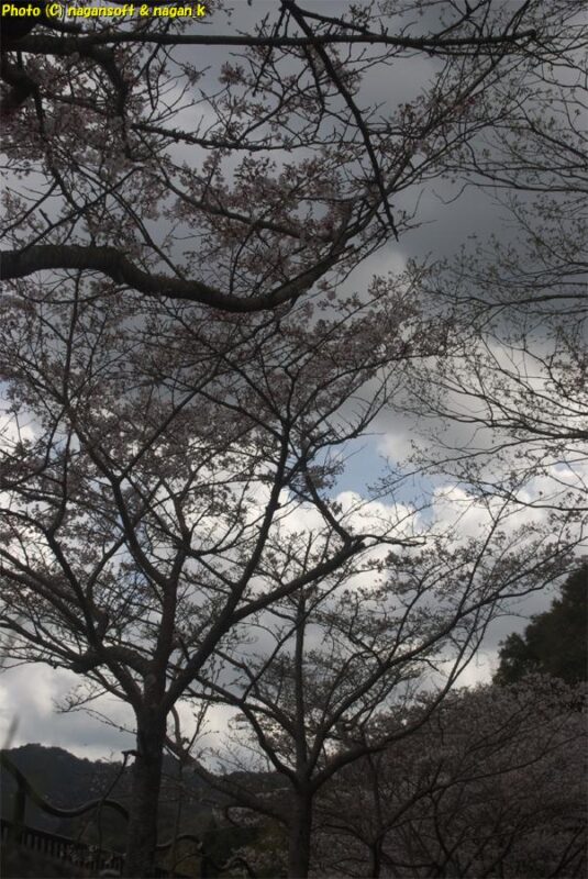 曇天の下、周遊路西側の桜並木を見上げる。桜のシルエットが広がっている｜新滝の池｜大阪府泉佐野市上之郷｜2026年04月05日
