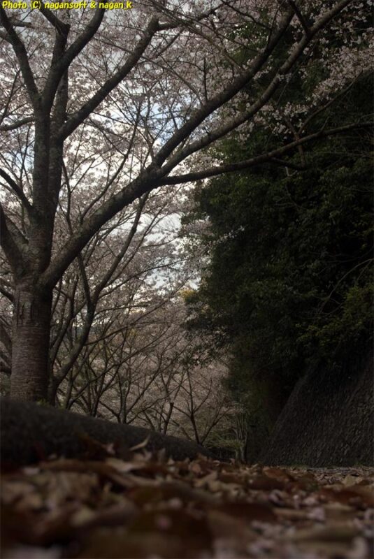 曇天の下、周遊路西側の地面から満開の桜並木を見上げる。地面にカメラを置いて撮影｜新滝の池｜大阪府泉佐野市上之郷｜2026年04月05日