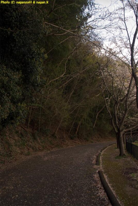 曇天の下、周遊路西側奥地の路面は散った桜の花びらが沢山落ちている｜新滝の池｜大阪府泉佐野市上之郷｜2026年04月05日