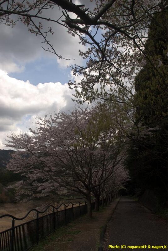 曇天の下、周遊路西側奥地の桜並木は鼻を沢山咲かしている｜新滝の池｜大阪府泉佐野市上之郷｜2026年04月05日