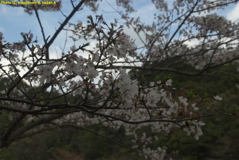 桜の枝に花が咲いている｜周遊路西側奥地で撮影｜新滝の池｜大阪府泉佐野市上之郷｜2026年04月05日