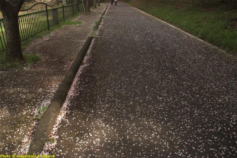 周遊路西側の地面に多数の花びらが落ちている。曇天の下で撮影｜新滝の池｜大阪府泉佐野市上之郷｜2026年04月05日