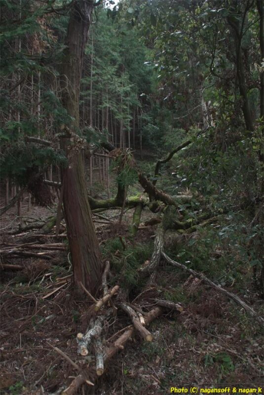 周遊路西側から山林を見る。複数の木が倒れてもたれかかり、うっそうとしている｜新滝の池｜大阪府泉佐野市上之郷｜2026年04月05日