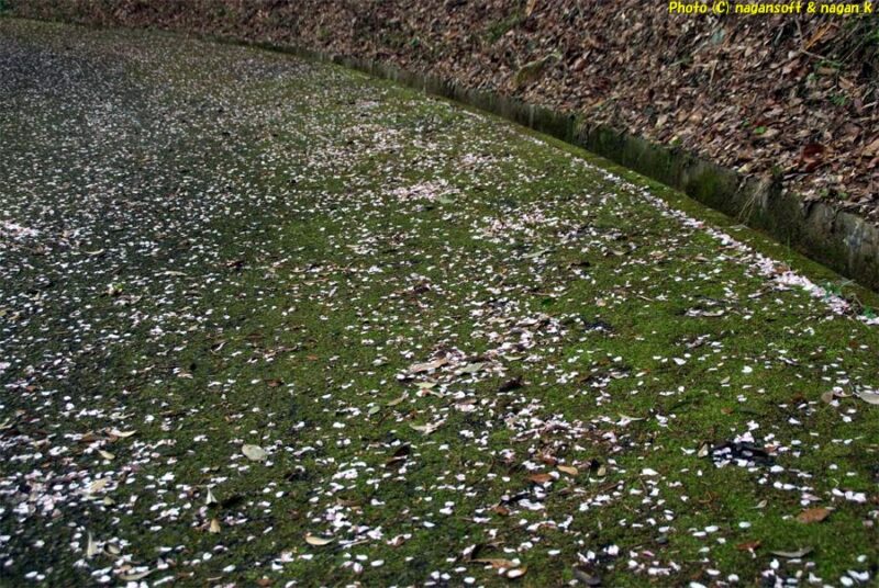 周遊路南側、人が歩かないのか広い面積で地面が苔むしている。苔の緑と桜の花ビラが対比して美しい｜新滝の池｜大阪府泉佐野市上之郷｜2026年04月05日